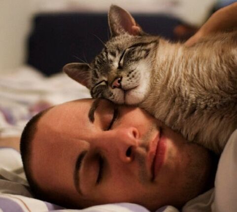 tidur dengan kucing sebagai penyebab jangkitan parasit